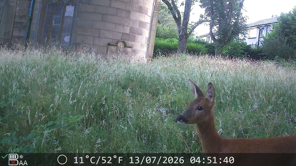 Deer in the churchyard
